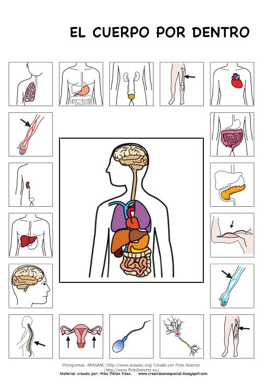 El Cuerpo Humano Mapas Conceptuales Arasaac Materiales Caa Images And Photos Finder 5192