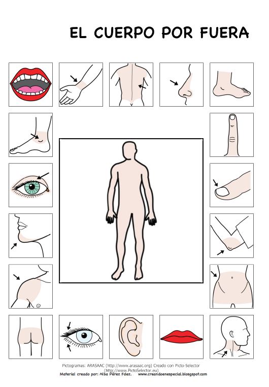El cuerpo humano: mapas, esquemas y actividades