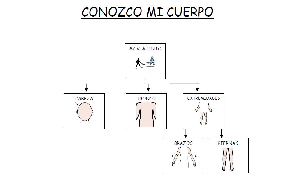 El cuerpo humano: mapas conceptuales