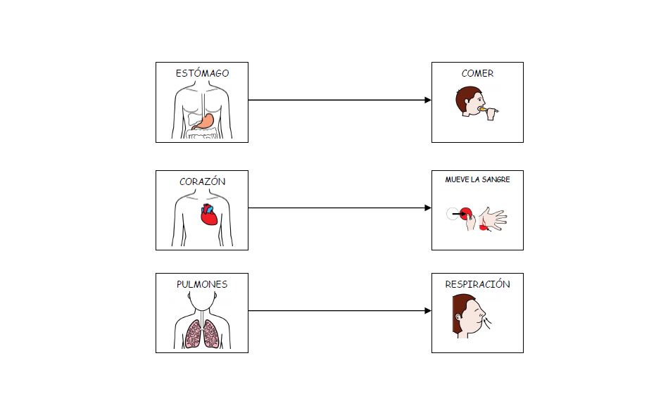 El Cuerpo Humano Mapas Conceptuales Arasaac Materiale 5592