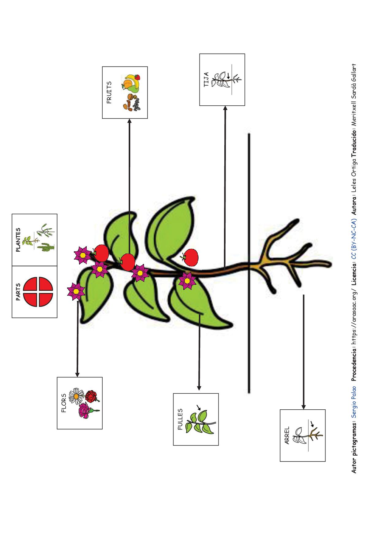 Les plantes - Mapes conceptuals