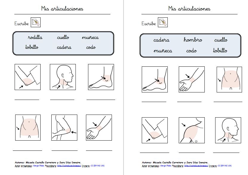 Aprendo, leo y escribo vocabulario sobre las articulaciones