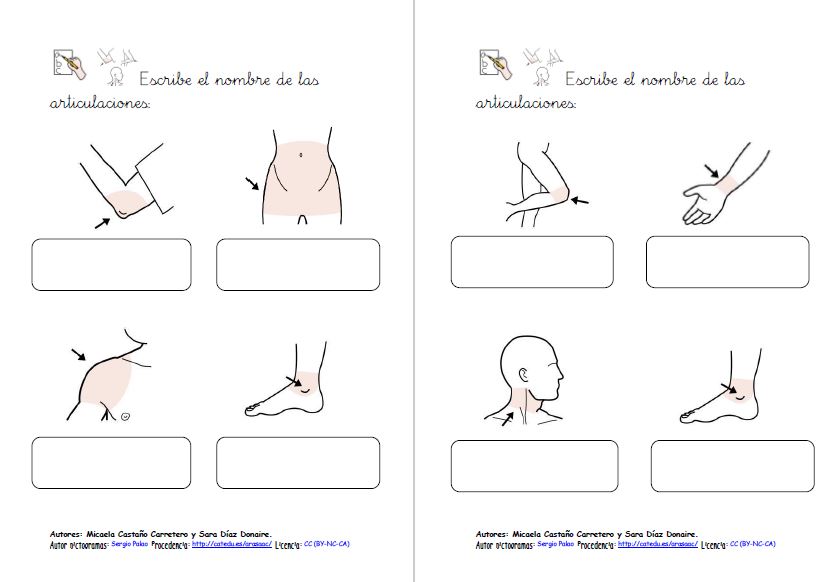 Aprendo, leo y escribo vocabulario sobre las articulaciones