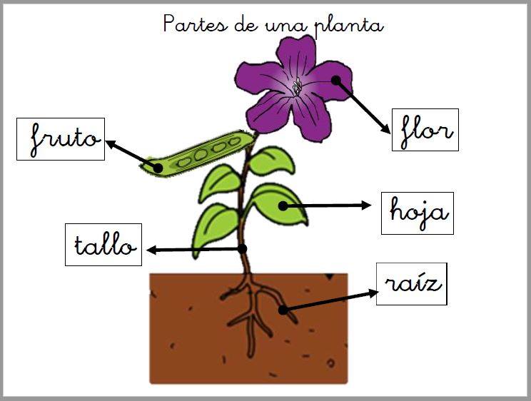 Unidad didáctica sobre las plantas