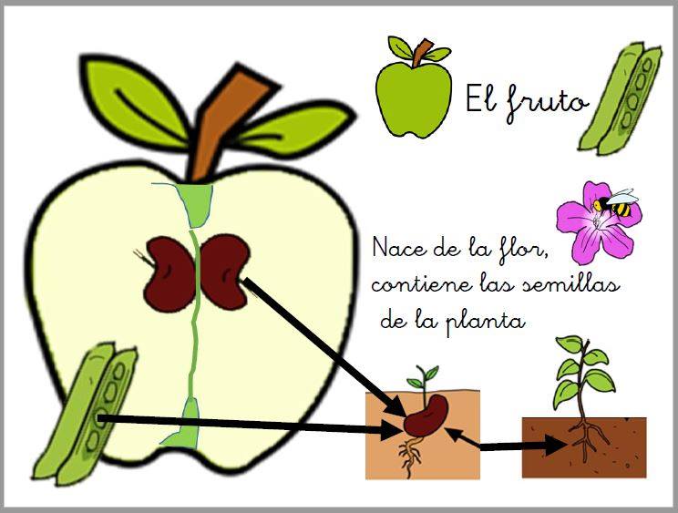 Unidad didáctica sobre las plantas