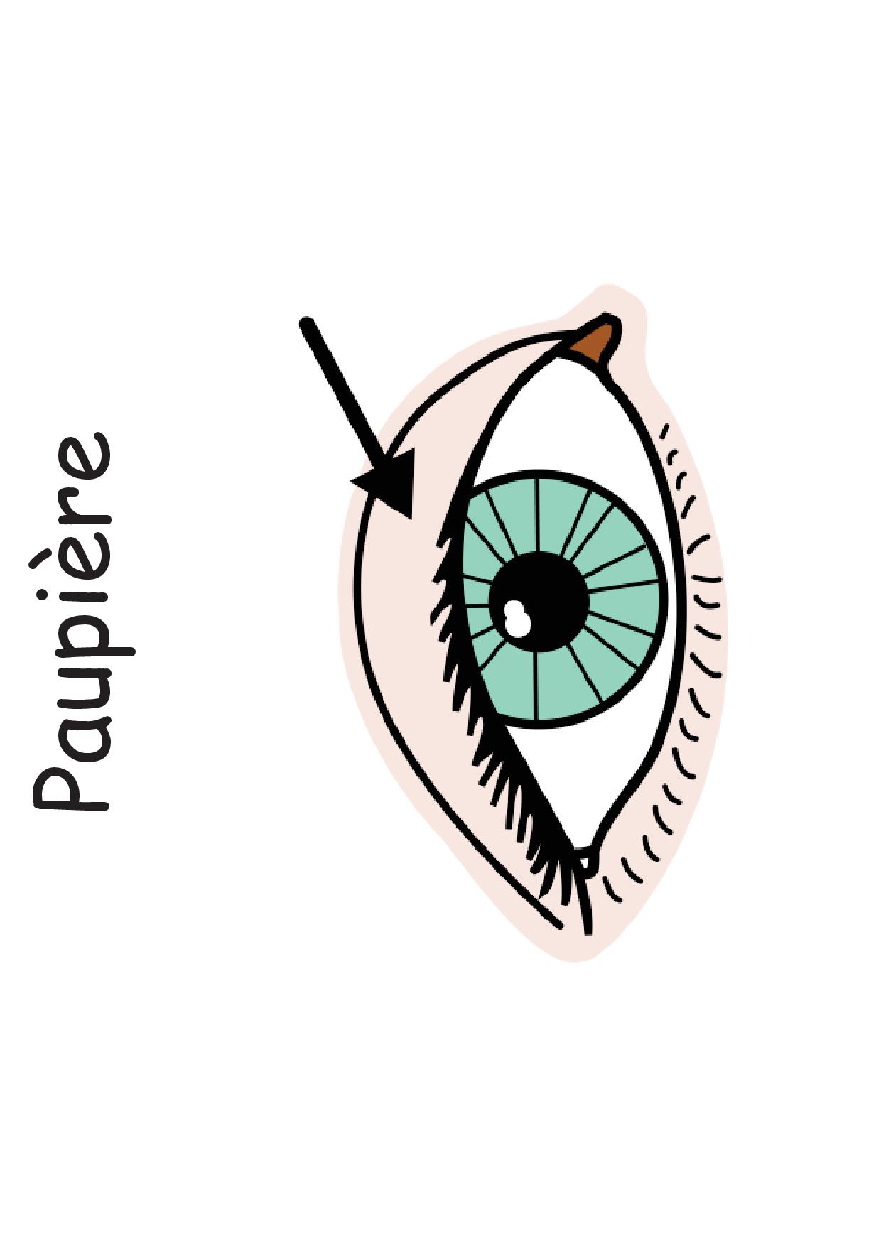 Vocabulaire du corps humain