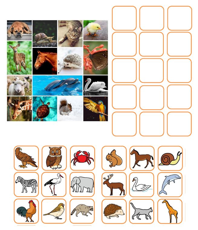 Collage de pictogramas y fotos de animales