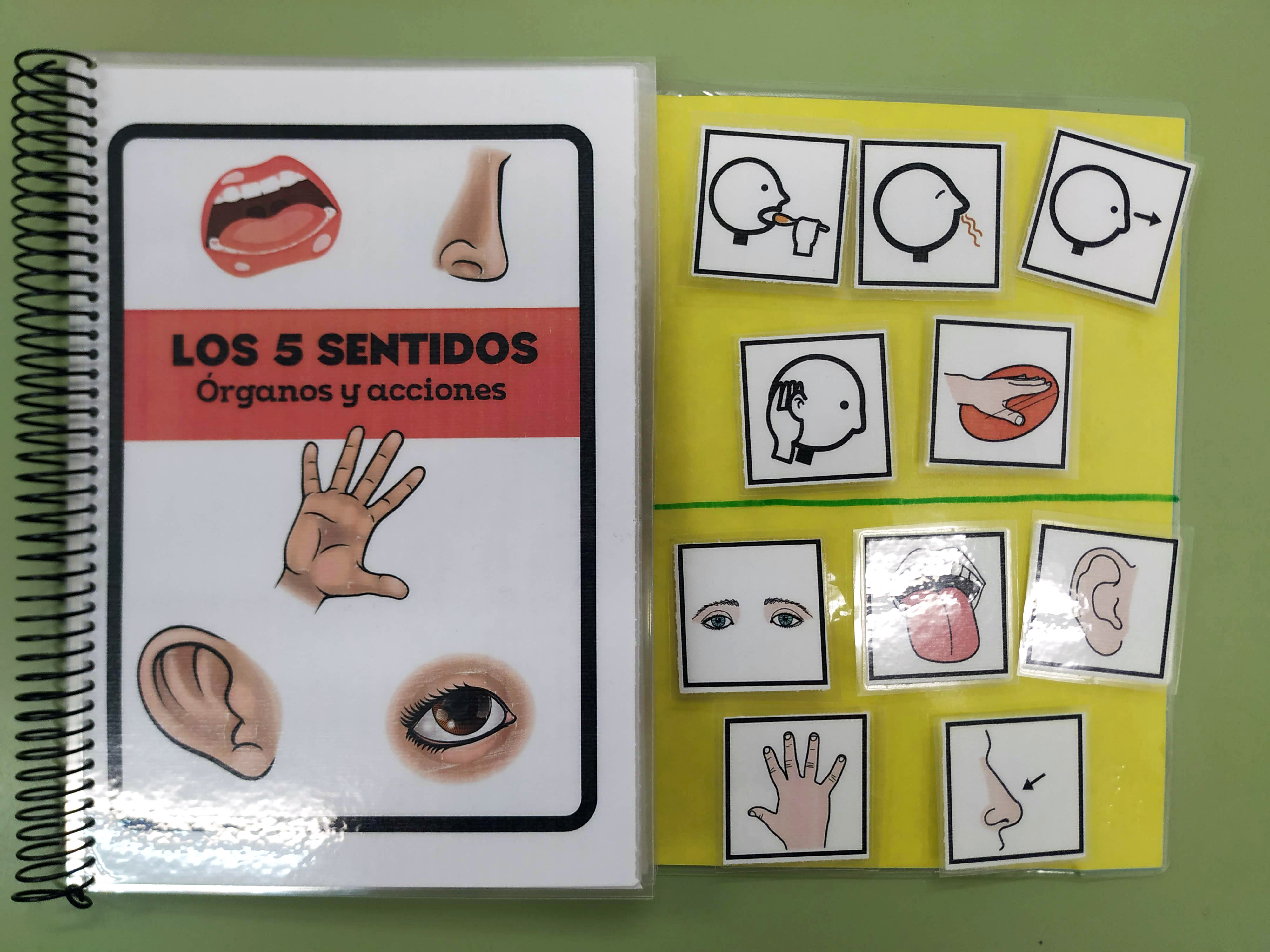 Cuaderno TEACCH - Los 5 sentidos: órganos y acciones
