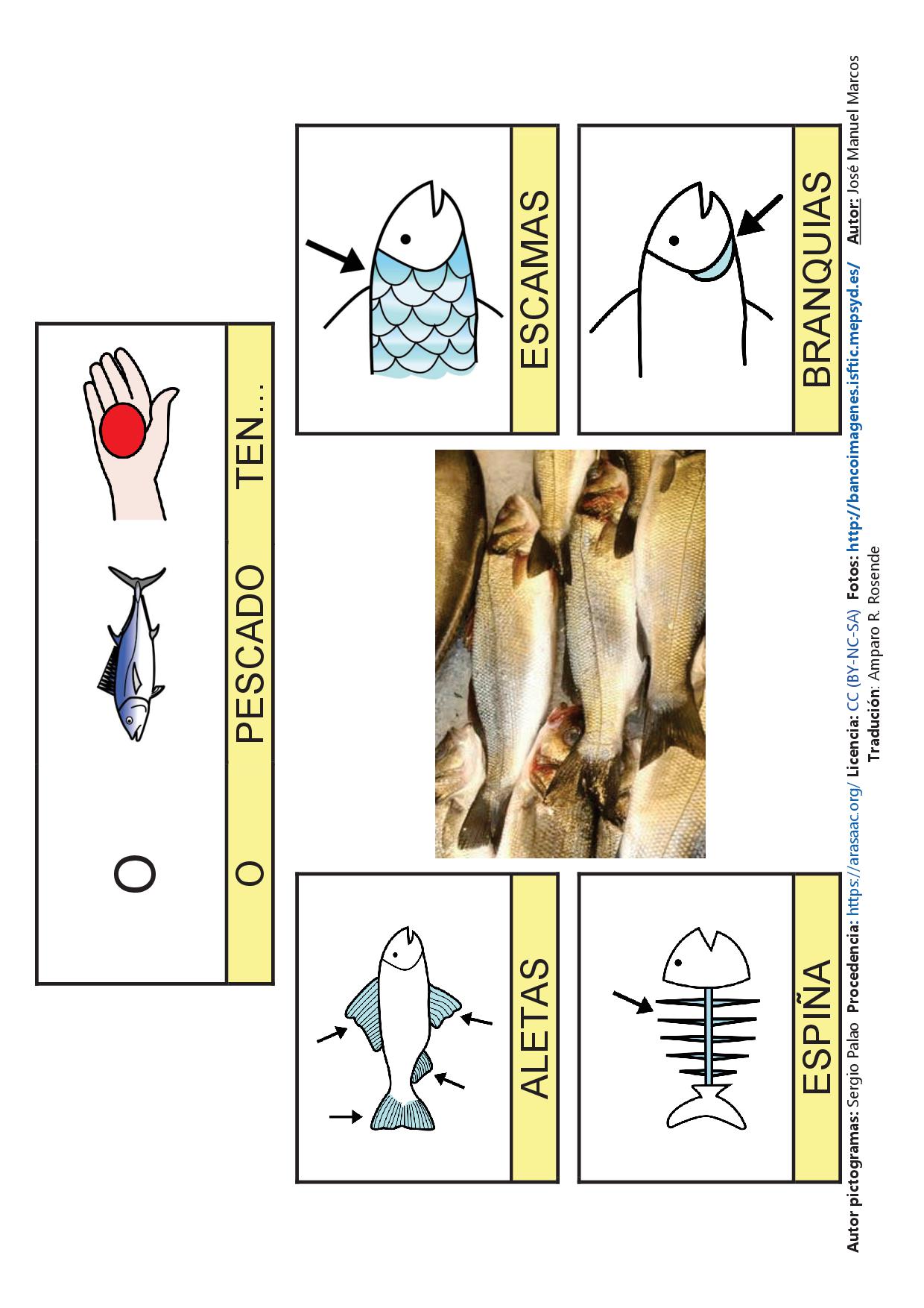 Mapa semántico e libro de comunicación sobre o pescado