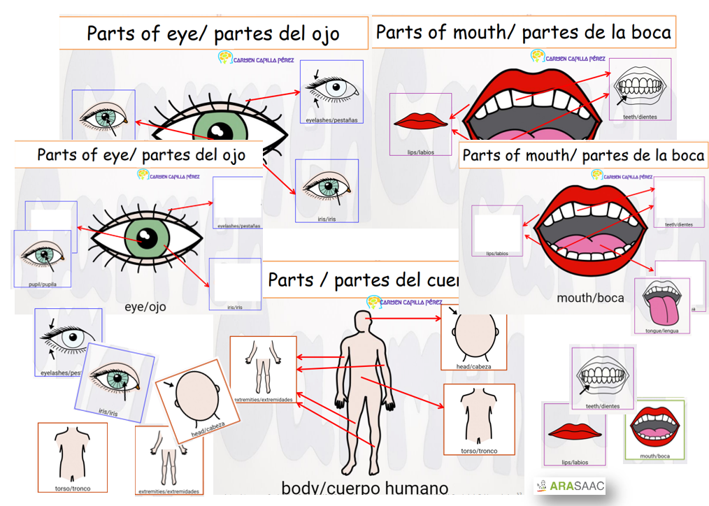 Cuerpo humano. Español-Inglés