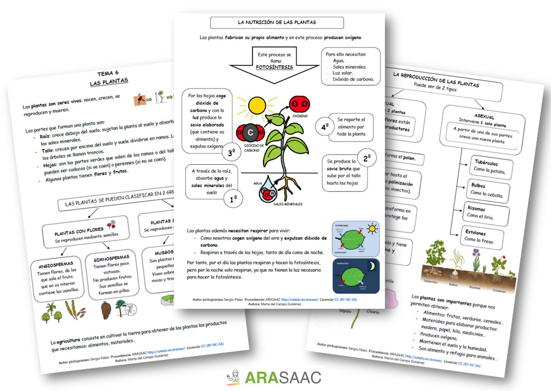 Unidad didáctica : Las plantas