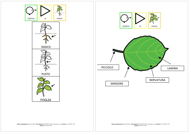 La pianta e la foglia