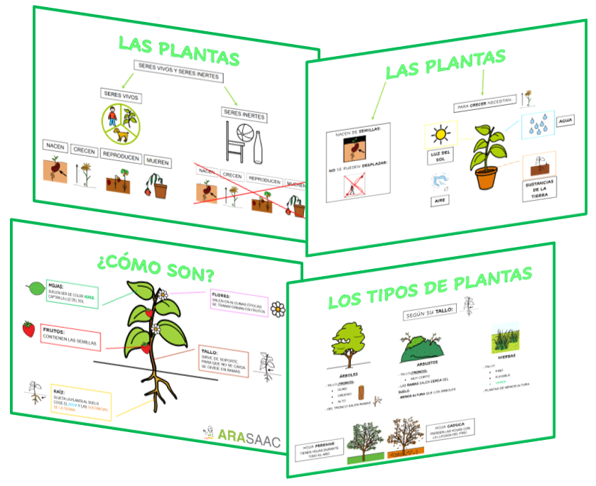 U.D.: Las plantas