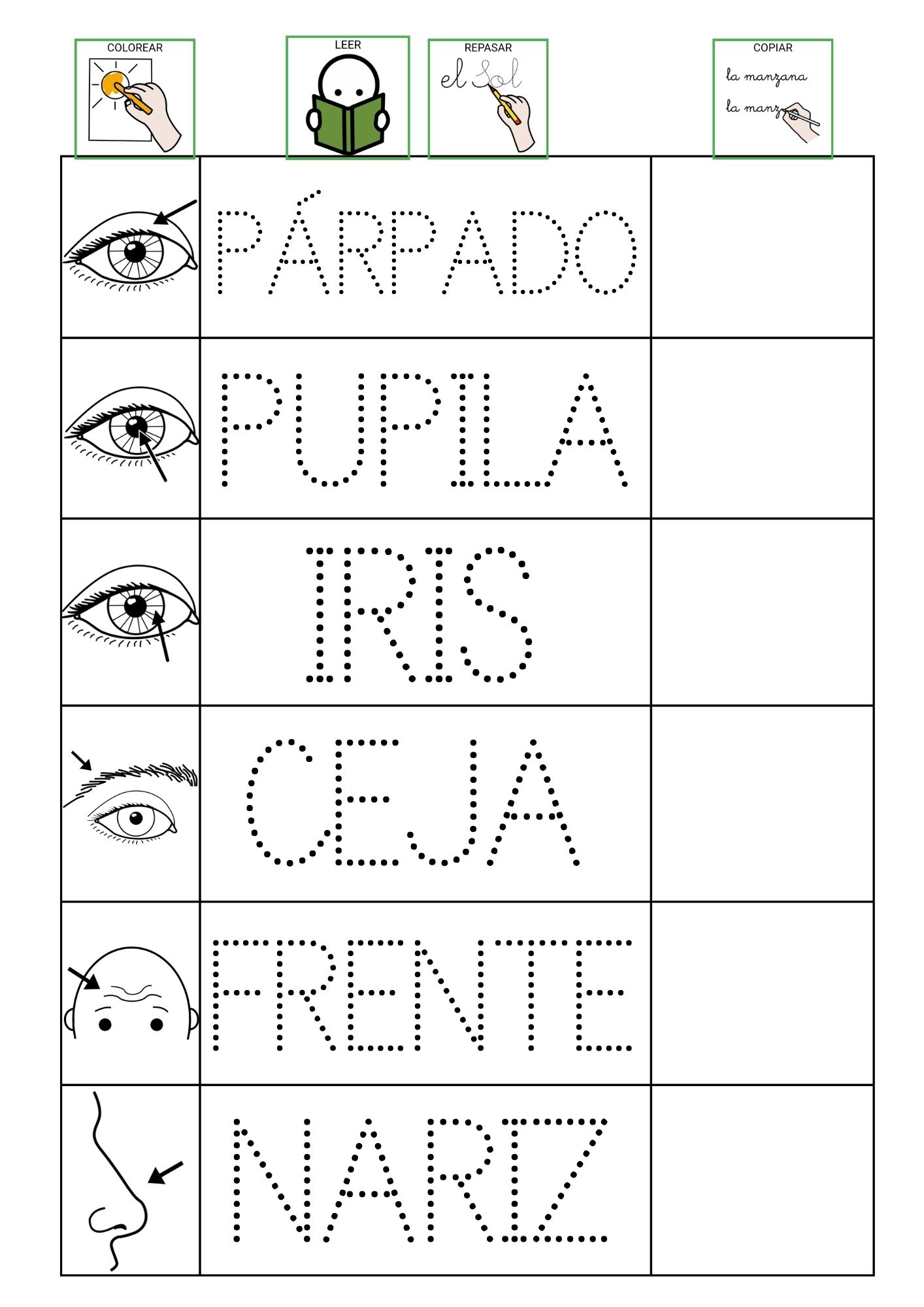Fichas lectoescritura: El cuerpo humano
