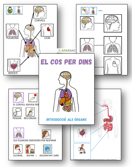 Quadern: El cos per dins - ÒRGANS