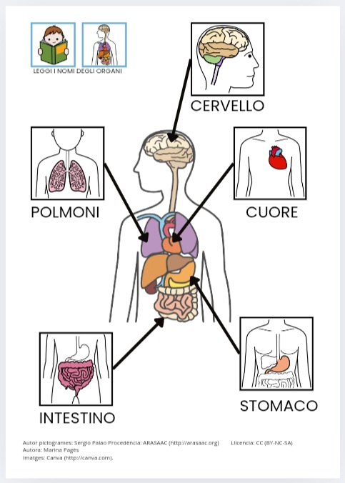 Quaderno: Il corpo all'interno - Organi
