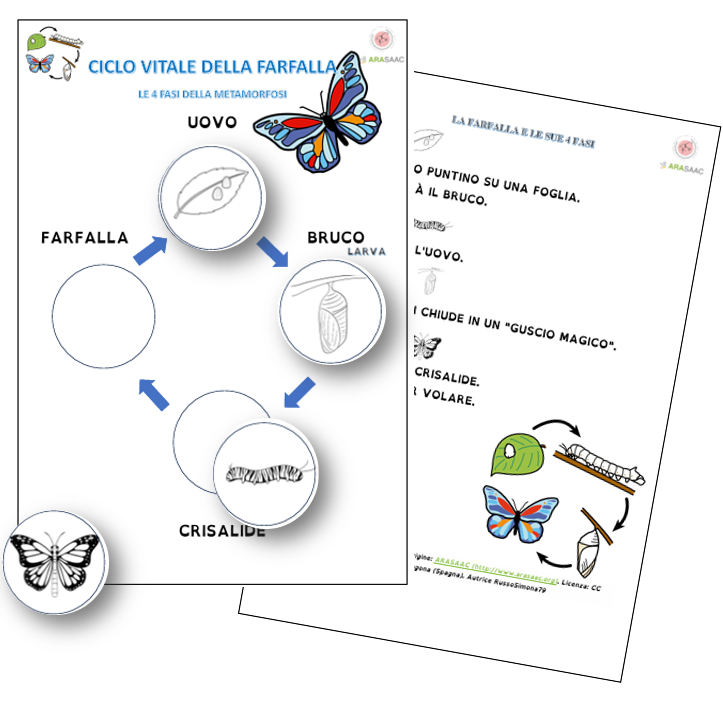 Ciclo vitale della farfalla.