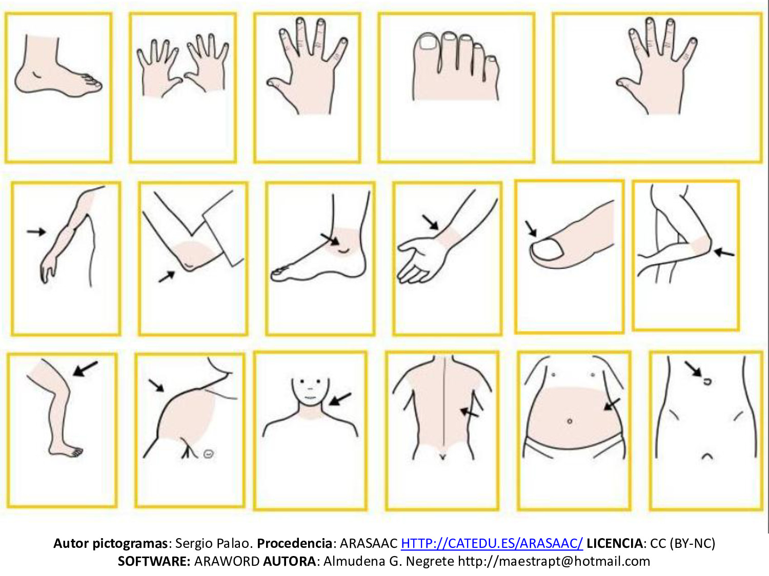 Partes del cuerpo humano.